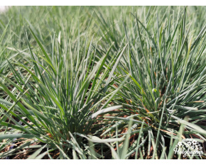 Koeleria glauca ‘Coolio’