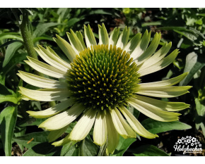Echinacea purpurea ‘Green Jewel’