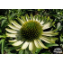 Echinacea purpurea ‘Green Jewel’