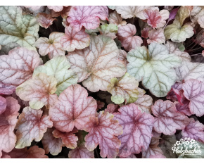 Heucherella ‘Copper Cascade’
