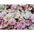 Heucherella ‘Copper Cascade’