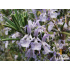 Rosmarinus officinalis ‘Blue Winter’