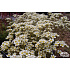 Saxifraga paniculata ‘Minutifolia’