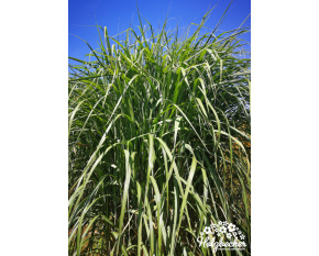 Miscanthus floridulus