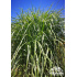Miscanthus floridulus
