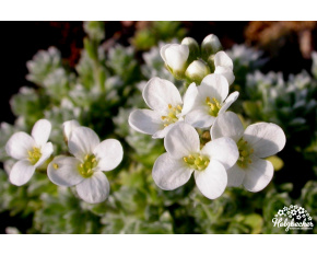 Arabis androsacea