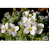 Arabis androsacea