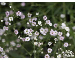 Gypsophila ‘Rosenschleier’
