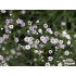 Gypsophila ‘Rosenschleier’