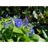 Omphalodes verna