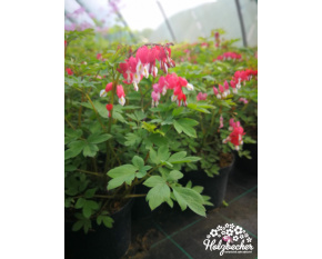 Dicentra spectabilis ‘Valentine’