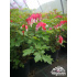 Dicentra spectabilis ‘Valentine’
