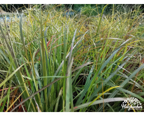 Stipa arundinacea ‘Sirocco’