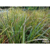 Stipa arundinacea ‘Sirocco’