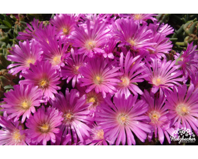 Delosperma ‘John Profitt’