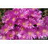 Delosperma ‘John Profitt’