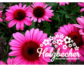 Echinacea ‘Elton Knight’