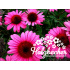 Echinacea ‘Elton Knight’