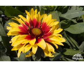 Gaillardia ‘Sunset Mexican’