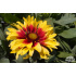 Gaillardia ‘Sunset Mexican’