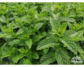Mentha spicata ‘Hemingway mojito mint’