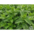 Mentha spicata ‘Hemingway mojito mint’