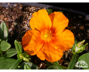 Helianthemum ‘Orange Surprise’