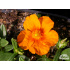 Helianthemum ‘Orange Surprise’