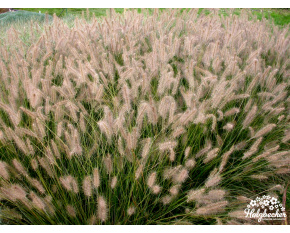 Pennisetum alopecuroides ‘Japonicum’