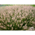 Pennisetum alopecuroides ‘Japonicum’