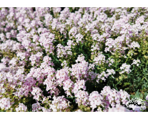 Aethionema grandiflorum