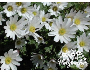 Anemone blanda ‘White Splendour’