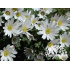 Anemone blanda ‘White Splendour’