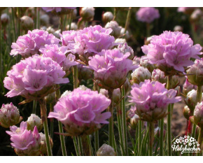 Armeria maritima ‘Rosi’