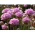 Armeria maritima ‘Rosi’