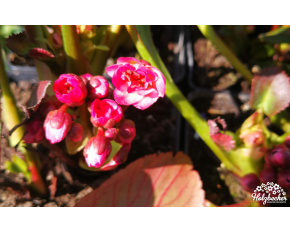 Bergenia ‘Dragonfly Sakura’