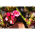 Bergenia ‘Dragonfly Sakura’