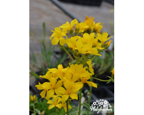 Linum capitatum
