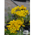 Linum capitatum