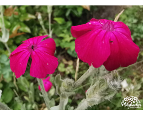 Lychnis coronaria ‘Atrosanguinea’