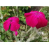 Lychnis coronaria ‘Atrosanguinea’