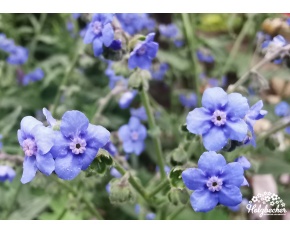 Cynoglossum amabile