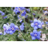 Cynoglossum amabile