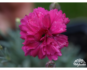 Dianthus ‘Anette’