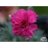 Dianthus ‘Anette’