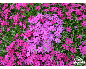 Phlox douglasii ‘Ochsenblut’