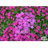 Phlox douglasii ‘Ochsenblut’