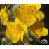 Caltha palustris