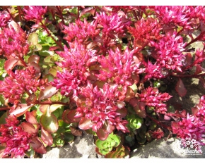 Sedum spurium ‘Fuldaglut’