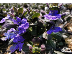 Ajuga reptans ‘Mahogany’